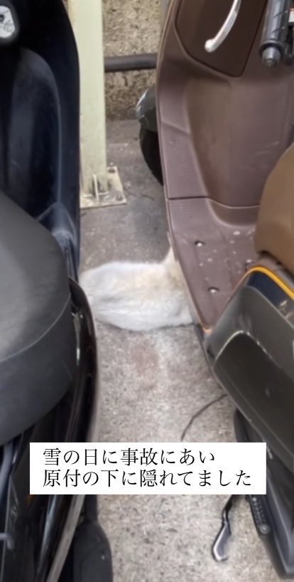 原付の下に隠れる白猫