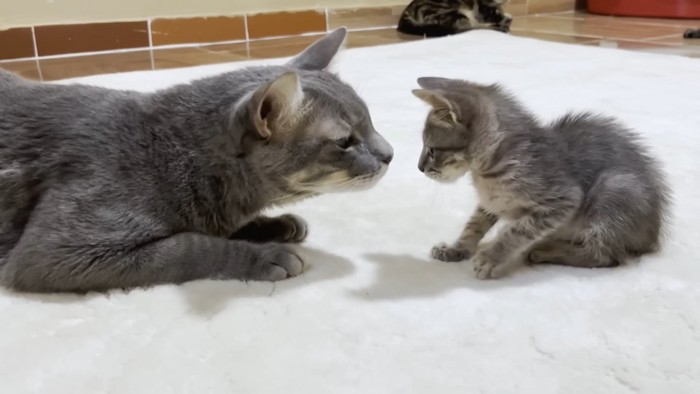 成猫と子猫