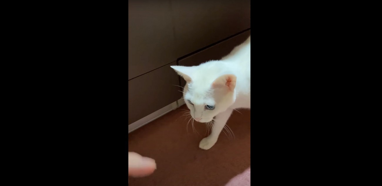 飼い主さんの所までやってきたシロちゃん