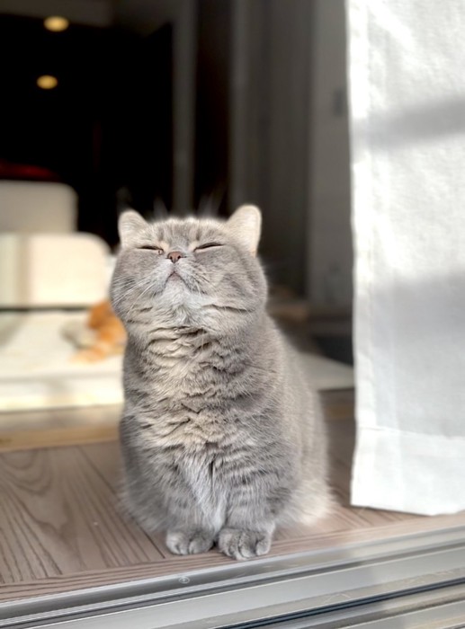 上を見つめるシルバーの猫