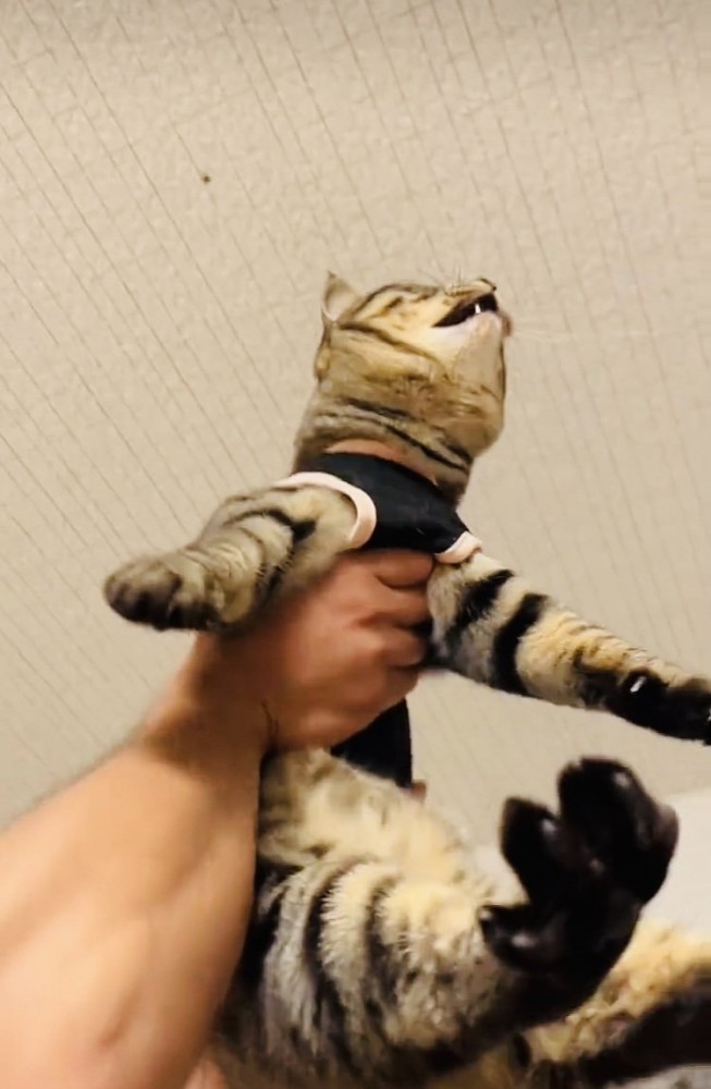 パパに抱っこしてもらうキジトラ猫