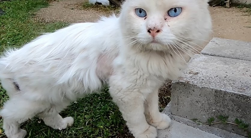 投稿主さんを見る猫