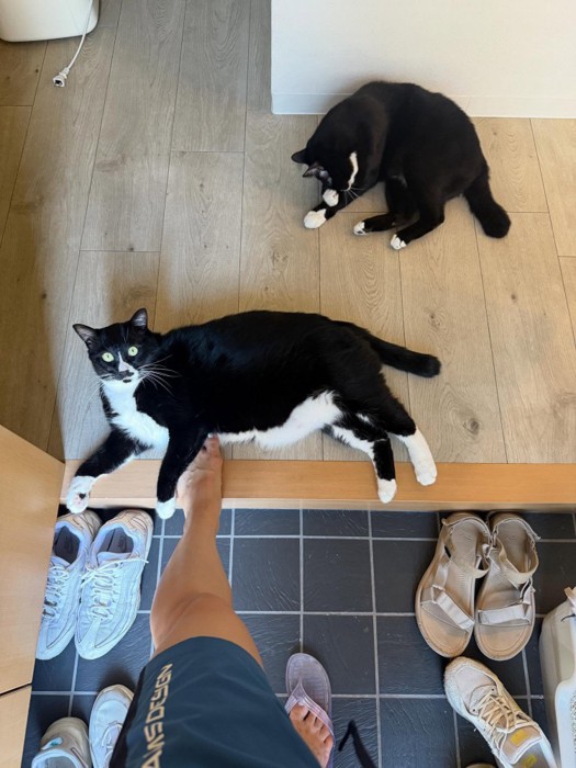 2匹の白黒猫
