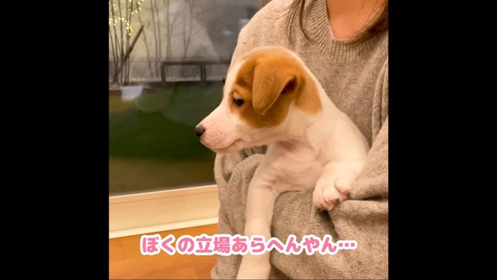 だっこされる犬