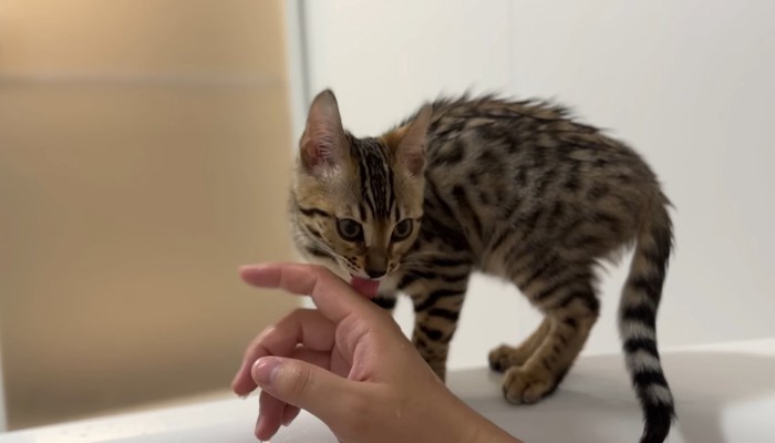 飼い主さんの手を舐めて