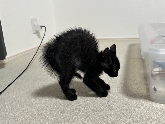 背中を丸めて威嚇する子猫