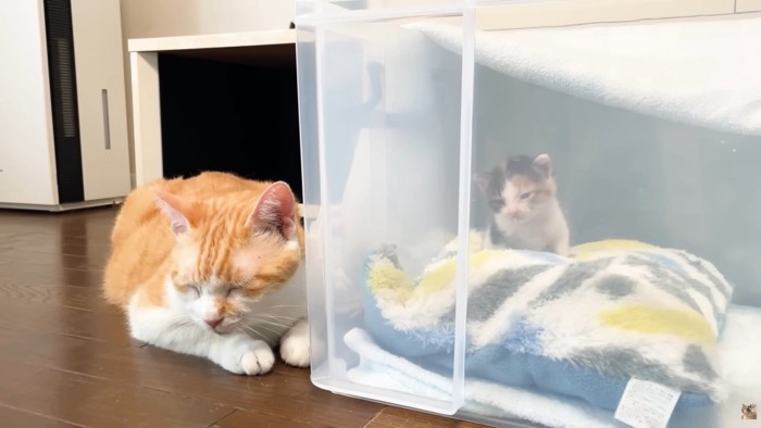 眠そうなお顔をした茶白猫さんと三毛子猫