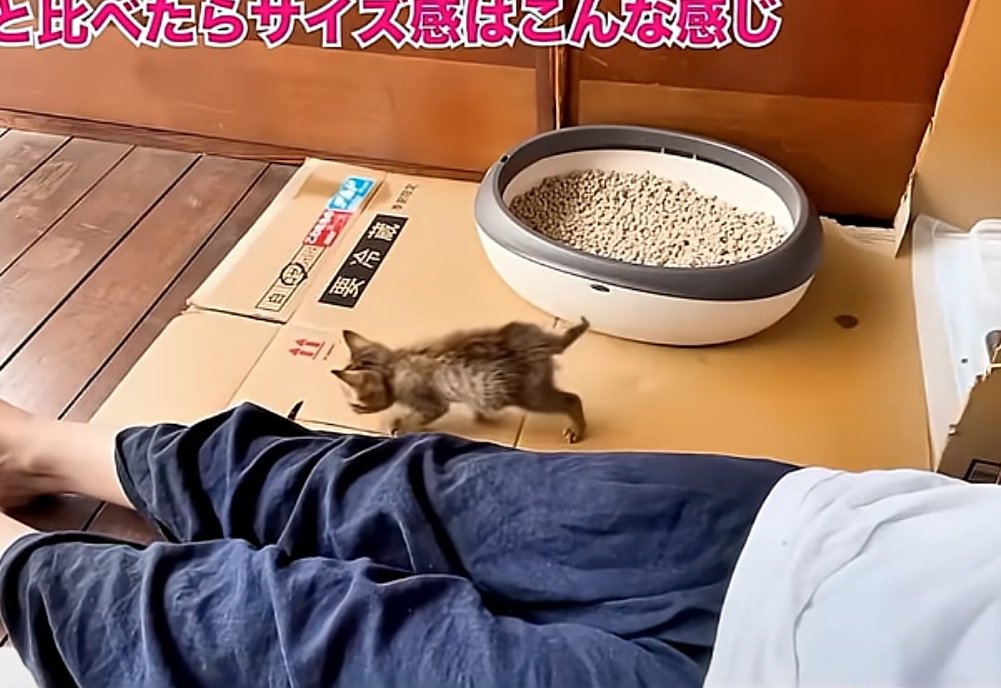 歩く子猫