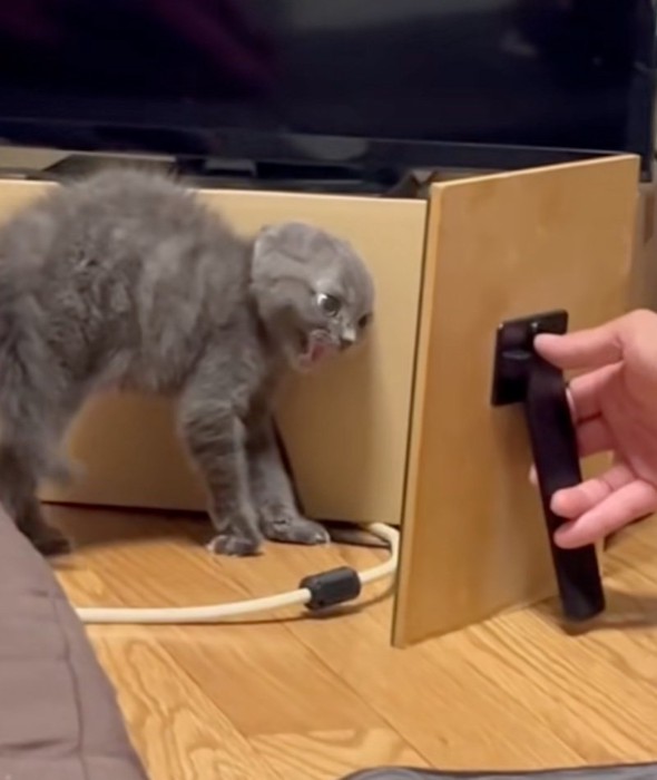 鏡を威嚇する子猫