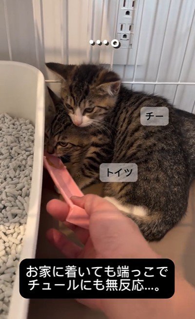 ケージの中にいる2匹の子猫