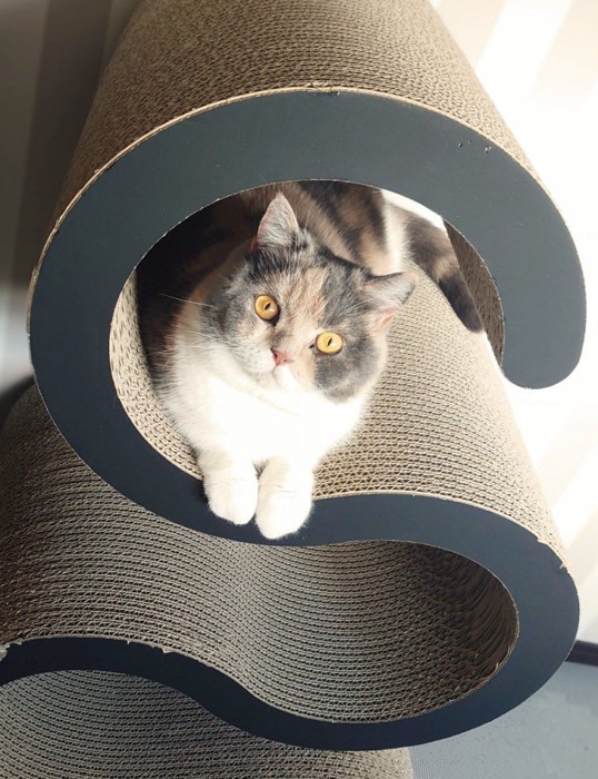 爪とぎから見つめてくる猫