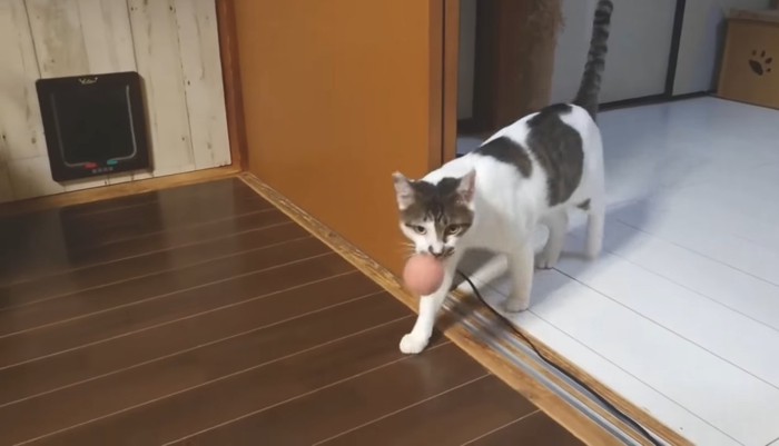 ボールを咥えて