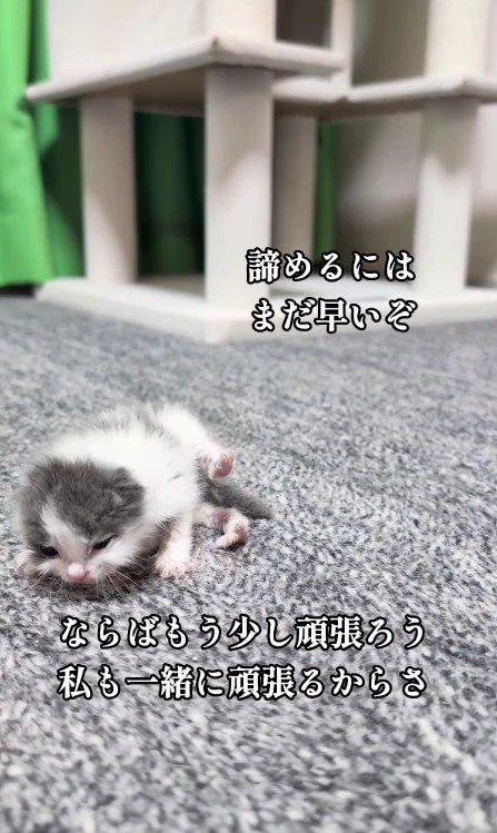 床の上の子猫