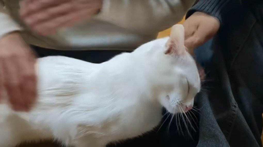 体をなでられる白猫