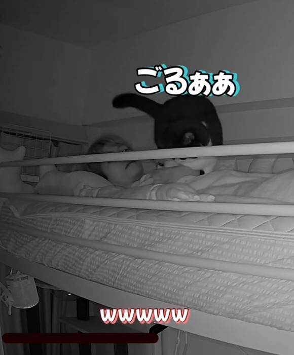 飼い主の上に乗る猫