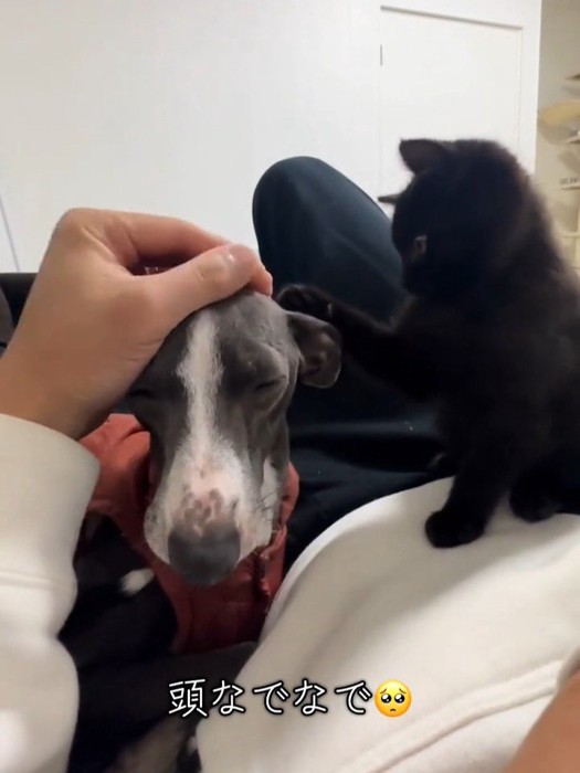 犬の頭をなでる猫