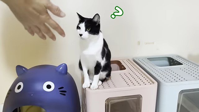 猫に差し出す女性の手