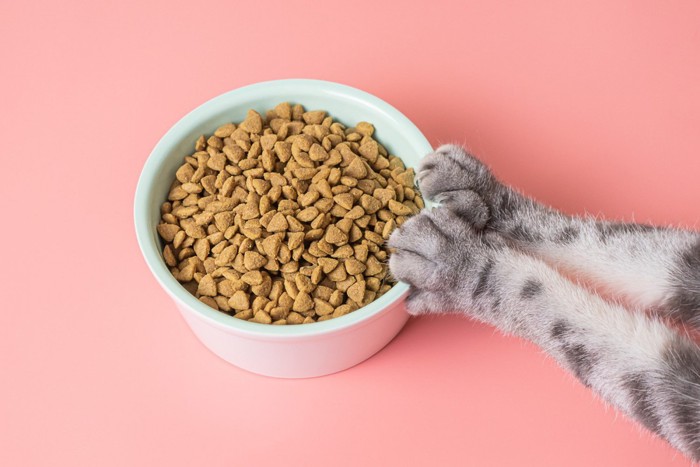 フードが入った食器を遠ざける猫の前足
