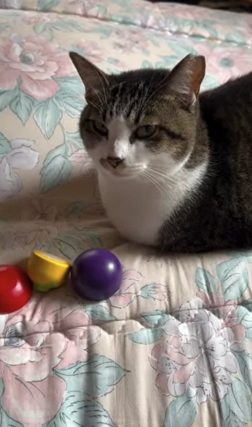 おままごとの野菜の近くで香箱座りしている猫