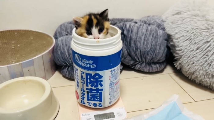 体重を測られる黒三毛子猫