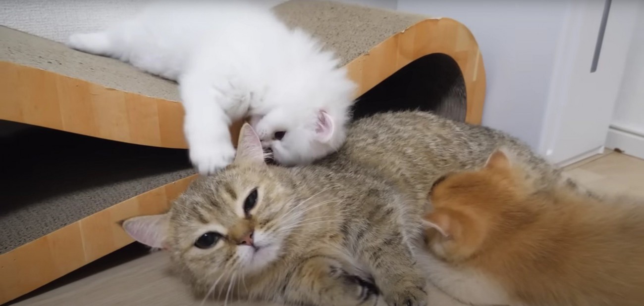 寝そべっている大人の猫と子猫