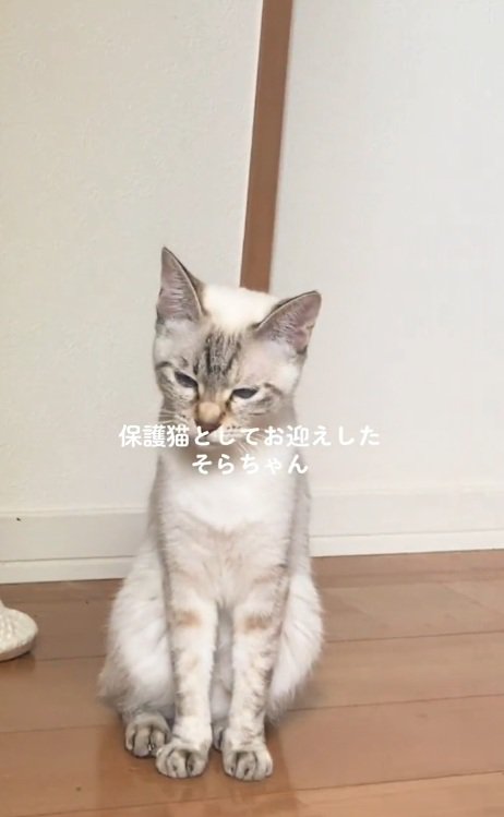 正面を向いているサバ白猫