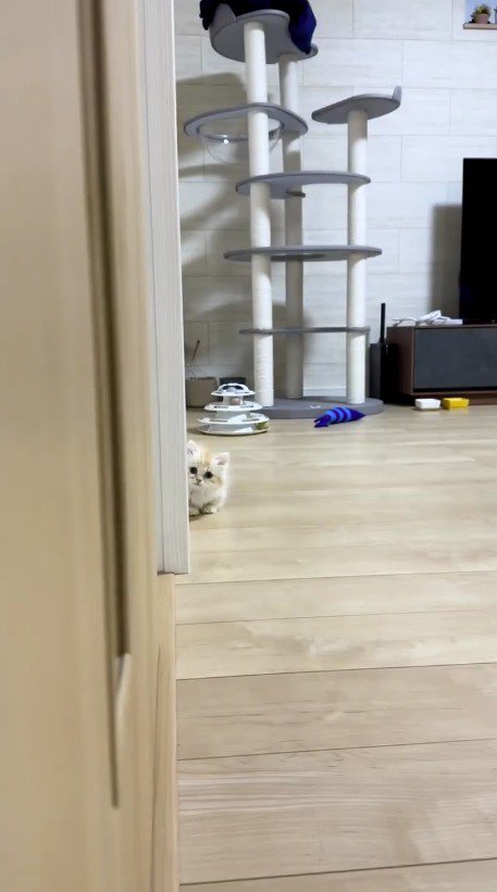 飼い主に近い距離に移動している猫