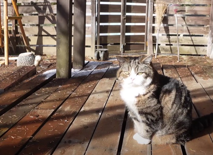 ベランダで日光浴する猫、こちらを見ている