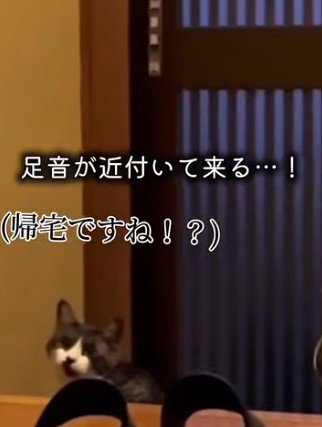 帰宅を待ちわびる猫