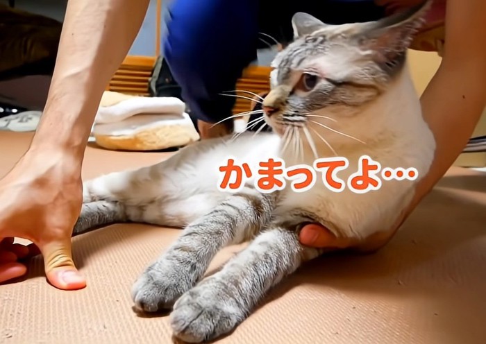 甘える猫