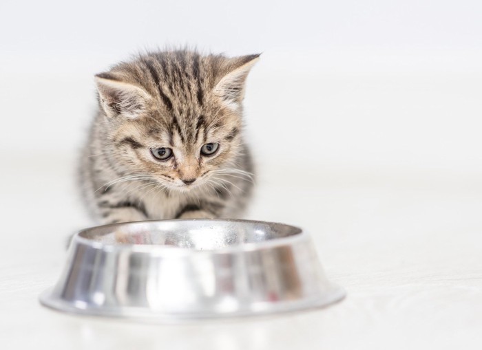 子猫 ご飯