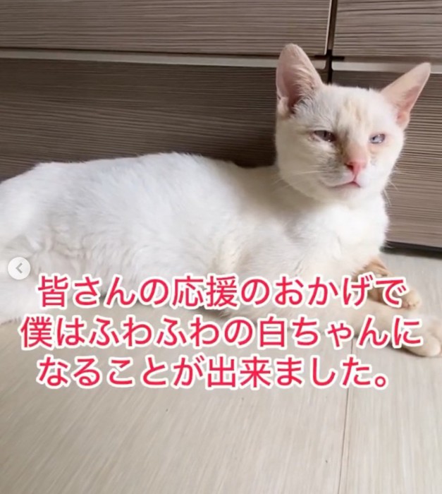 白い子猫