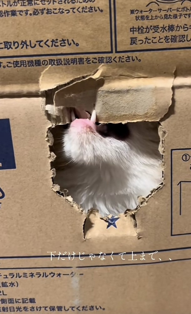 「下だけじゃなくて...」のテロップ写真