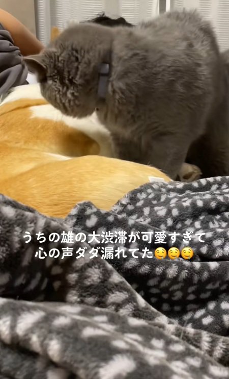 犬と寝ている飼い主を見ている猫
