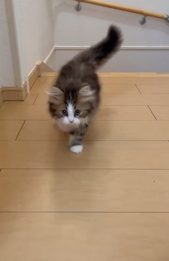 歩いてくる子猫