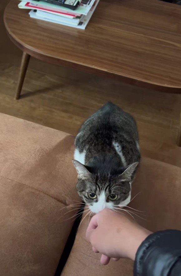 主さんに気づいたはなちゃん