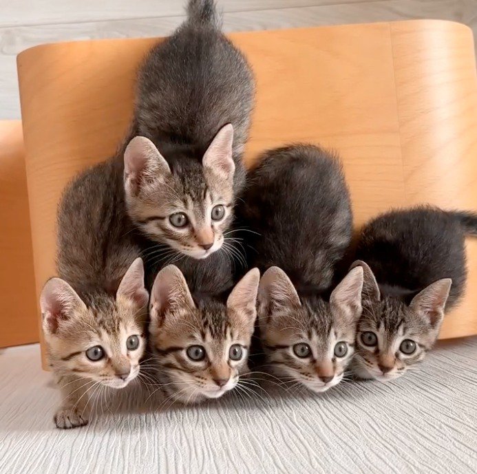 右を向く5頭の子猫