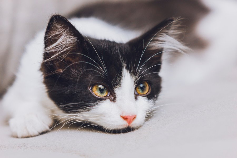 かわいい白黒猫