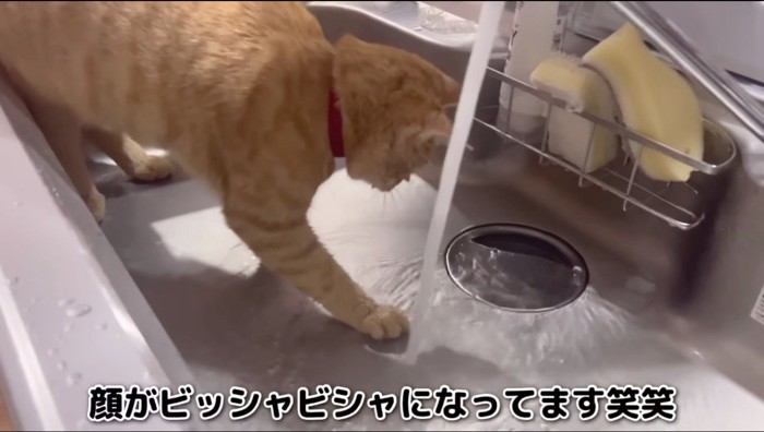 蛇口から流れる水から頭を離す、赤い首輪をつけた猫