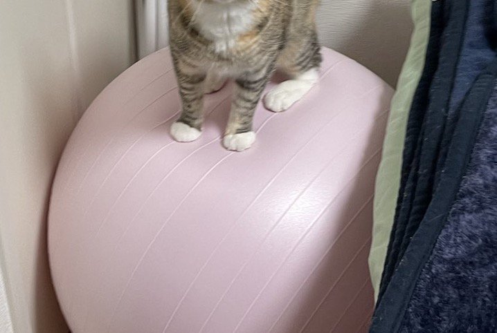 壁と毛布に挟まれて動かなくなっているバランスボール