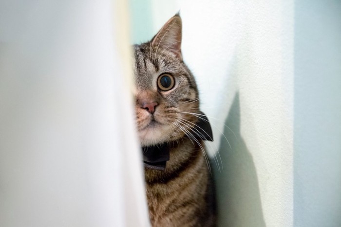 カーテンの陰から様子を伺う猫