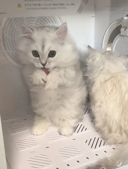ドライヤーボックスに入っている2匹の猫の写真2
