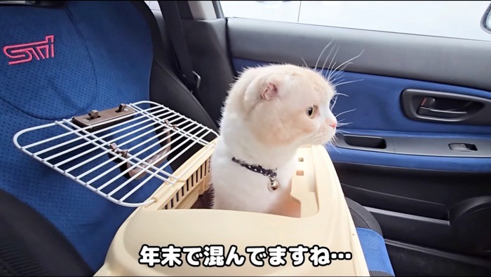 ペットキャリーの窓から顔を出す猫