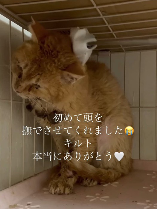 歯ブラシで頭をなでられる猫