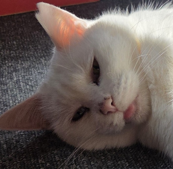 甘えているおもちちゃん