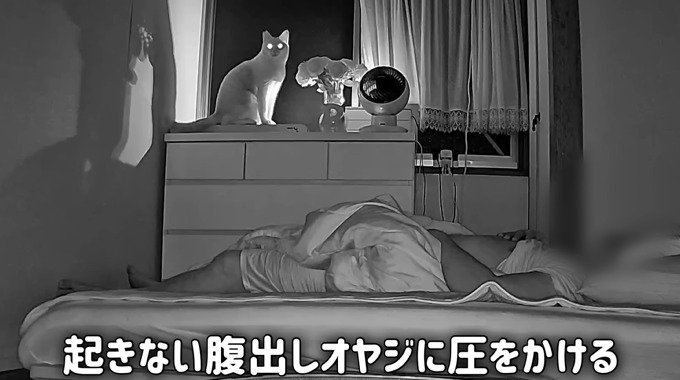 窓際に座る猫