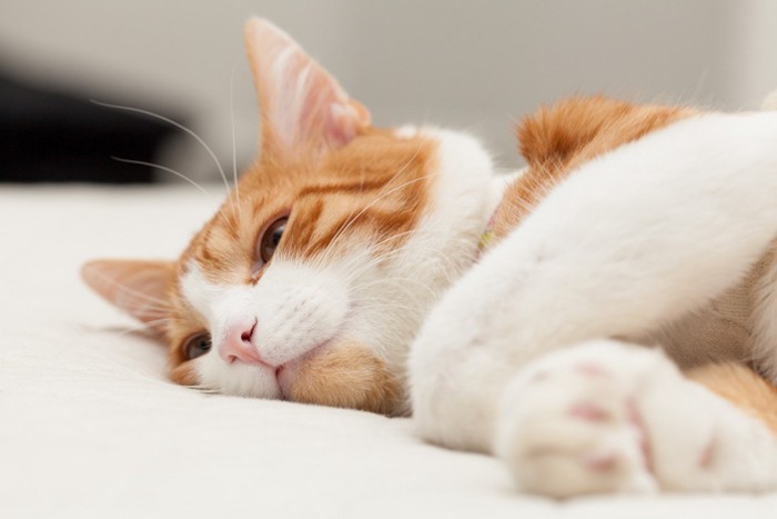 横になって遠くを見つめる猫