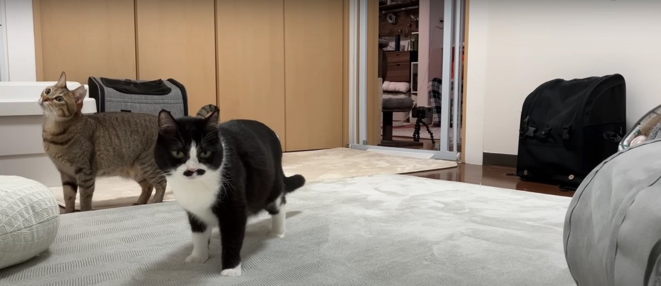 カーテンの横に立っている猫