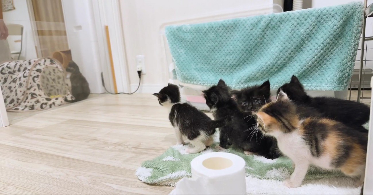 掃除を見守る子猫たち