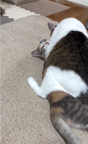 猫の上に馬乗りになっている猫
